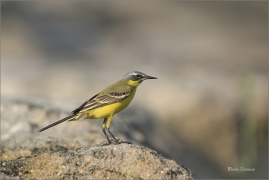 <p>KONIPAS LUČNÍ (Motacilla flava) - jižní Morava - Strachotín ---- /Western yellow wagtail - Schafstelze/</p>